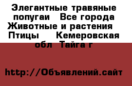 Элегантные травяные попугаи - Все города Животные и растения » Птицы   . Кемеровская обл.,Тайга г.
